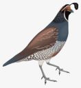 432-4321538_bird-15-free-vector-quail-clipart-png.png